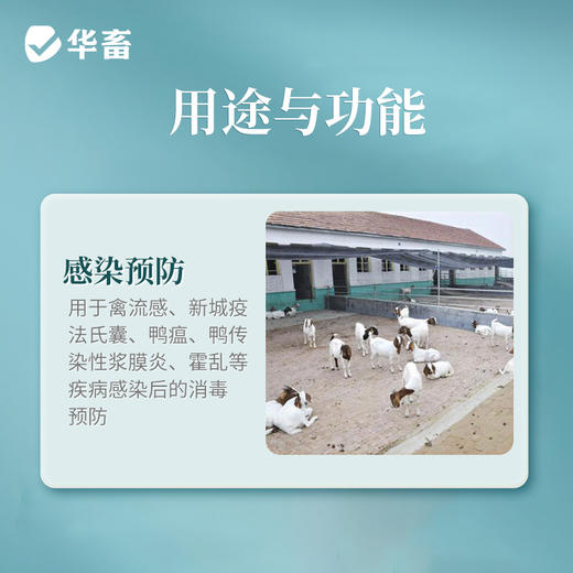 华畜兽用 10%聚维酮碘500ml 养殖场消毒液猪场牛羊场鸡舍杀菌消毒剂 商品图2