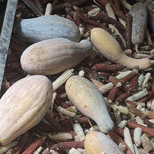 【每周四开始发货】【贵州跑山土猪肉】跑山土猪生长速度较慢，其肉质更加紧实、口感更有弹性，烹饪后的口感更加香浓。 商品图6