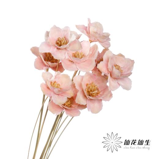 永生花 | 银珍花粉 商品图2