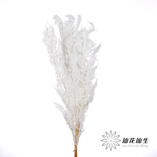 永生花材 | 凤尾撅白 商品图0