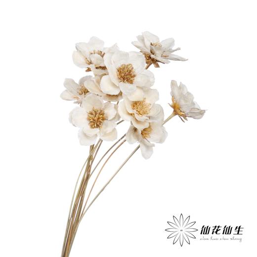 永生花 | 银珍花白 商品图2