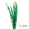 永生花材 | 单支尤加利漂色绿 商品缩略图0