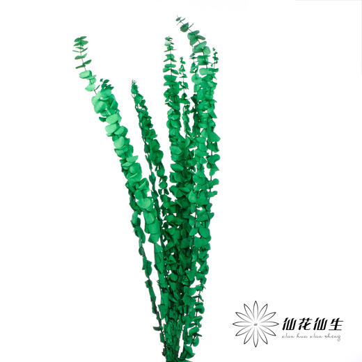 永生花材 | 单支尤加利漂色绿 商品图0