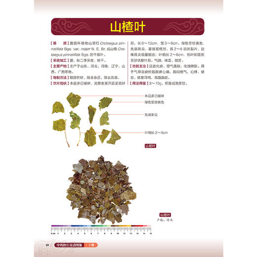 中药饮片高清图鉴下册 花类叶类皮类树脂类矿物化石类动物类藻菌地衣类及其他类 刘春生 李飞 王丽霞 人民卫生出版社9787117372145 商品图4