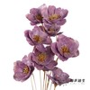 永生花 | 银珍花粉紫 商品缩略图0