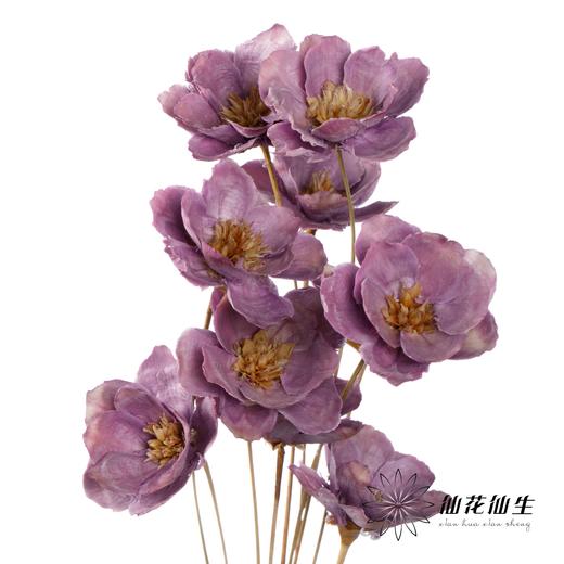 永生花 | 银珍花粉紫 商品图0