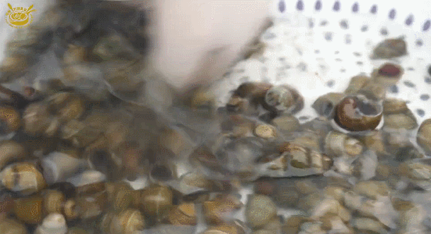 这样清洗螺蛳简直太干净