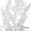 永生花材 | 凤尾撅白 商品缩略图4