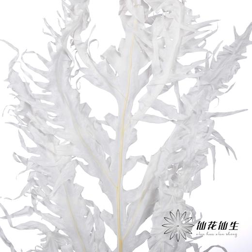 永生花材 | 凤尾撅白 商品图4