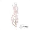 永生花材 | 凤尾撅粉 商品缩略图2