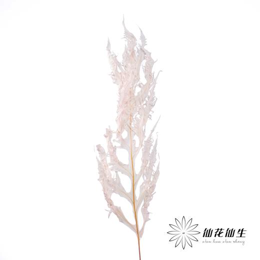 永生花材 | 凤尾撅粉 商品图2