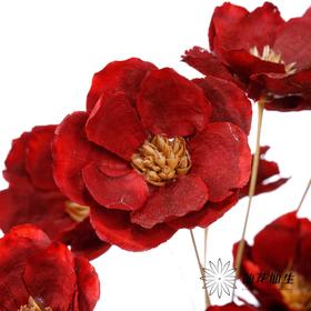 永生花 | 银珍花红