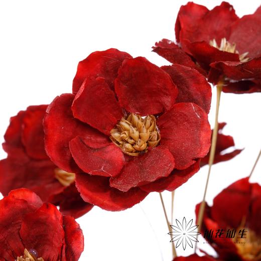 永生花 | 银珍花红 商品图0
