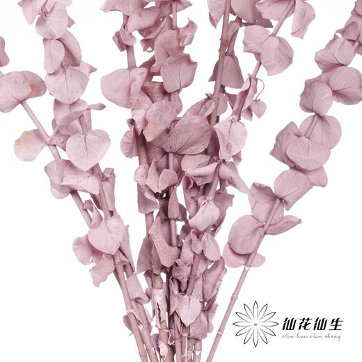 永生花材 | 单支尤加利漂色紫 商品图1