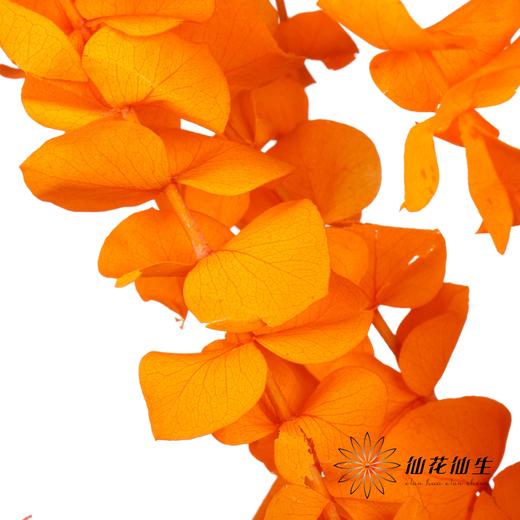永生花材 | 单支尤加利漂色橙 商品图1
