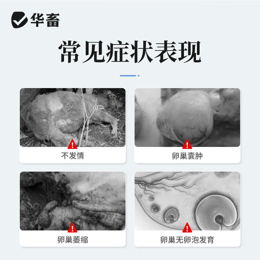 【积分兑换】华畜兽药 戈那瑞林注射液2ml*10支 促发情 商品图1