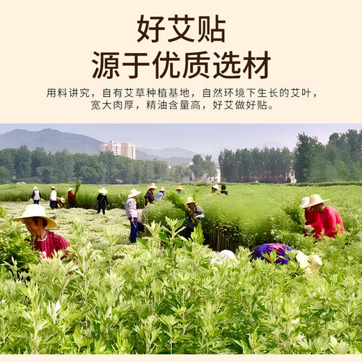 广药白云山草堂有方艾草颈椎/腰椎/肩周/膝盖贴  亲肤透气 草本养护/6盒装 商品图4