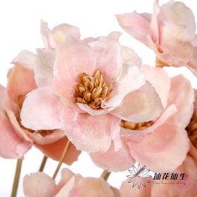 永生花 | 银珍花粉