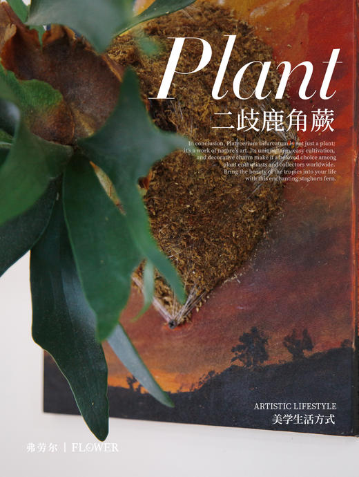 板植鹿角蕨 商品图2