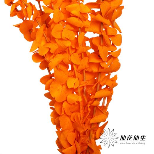 永生花材 | 单支尤加利漂色橙 商品图3