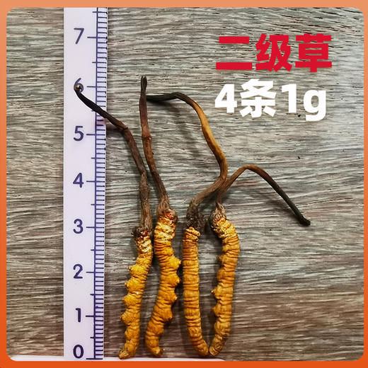西藏那曲野生冬虫夏草干 干刷 苗家圆圆 顺丰包邮 商品图3