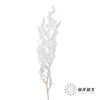 永生花材 | 凤尾撅白 商品缩略图3