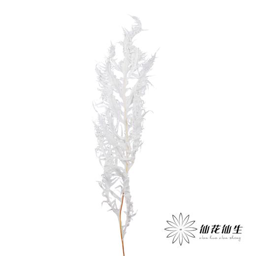 永生花材 | 凤尾撅白 商品图3