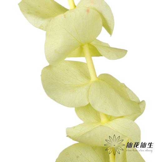 永生花材 | 单支尤加利漂色黄 商品图1