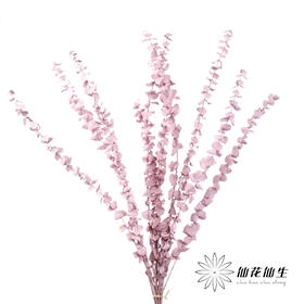 永生花材 | 单支尤加利漂色紫