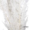 永生花材 | 凤尾撅白 商品缩略图2