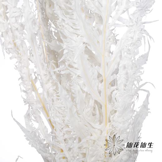 永生花材 | 凤尾撅白 商品图2