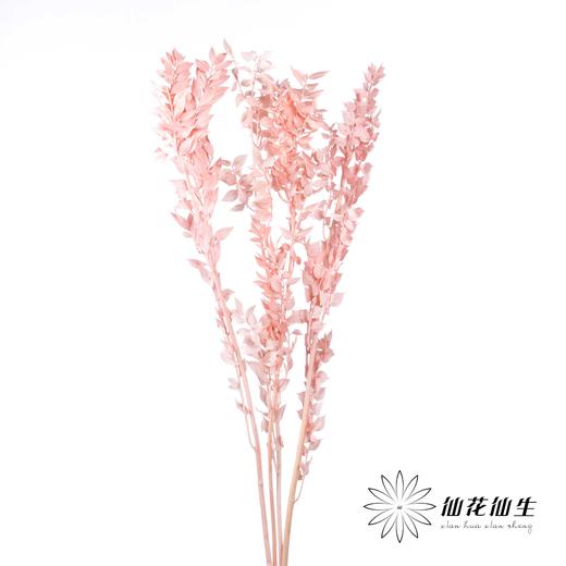 永生花材 | 富贵叶粉色 商品图1