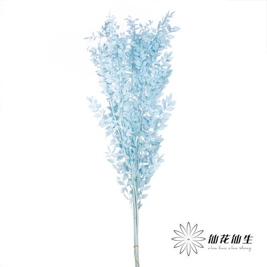 永生花材 | 富贵叶蓝色 商品图1