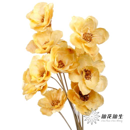 永生花 | 银珍花香槟 商品图3