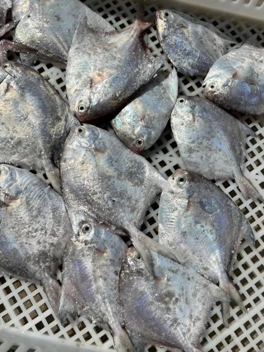 &“辅食王”白鲳鱼🐟简单清蒸，肉甜细嫩，老人小孩放心吃，【活冻】 商品图5