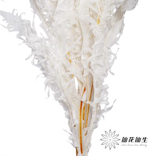永生花材 | 凤尾撅白 商品图1