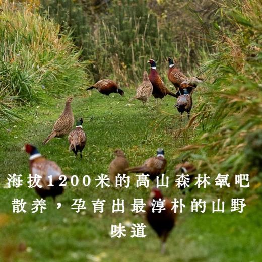 恩施硒都七彩山鸡蛋30枚装 商品图5