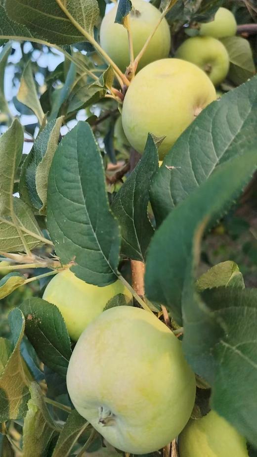 净土生态红富士苹果、鲁丽苹果、嘎啦青苹果、嘎啦红苹果、藤木早熟青苹果净重5斤和8斤，包邮 商品图2