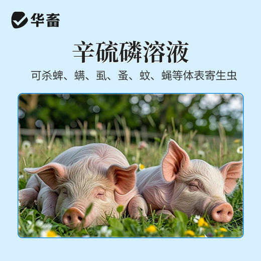 华畜兽用辛硫磷溶液癞螨灵除螨灵螨虫蜱虫跳蚤虱子禽畜体外驱虫药 商品图3