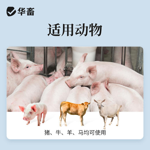 华畜50%葡萄糖注射液 补充能量低血糖症 组织脱水症 商品图2