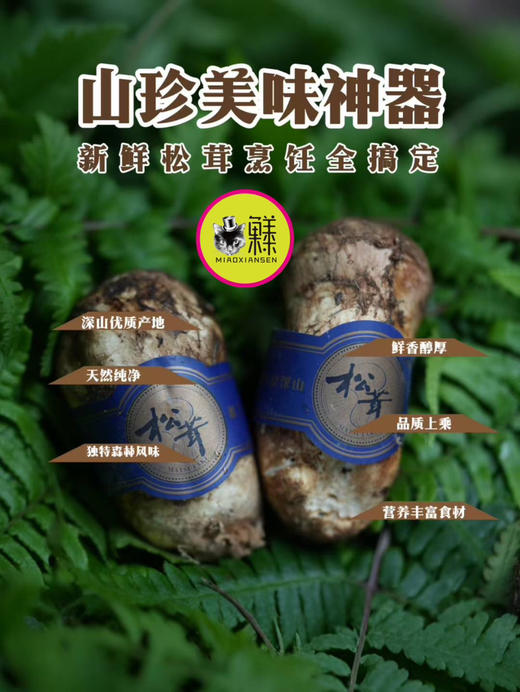 【香格里拉松茸】带礼盒✈️全国顺丰包邮📦（同城次日提） 商品图0