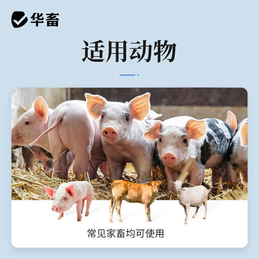华畜恩诺沙星注射液10支 拉稀痢疾肺炎咳喘 用于禽畜细菌性疾病和支原体感染 商品图2
