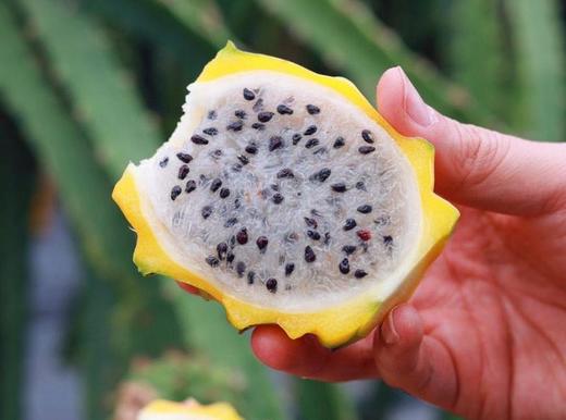 海南燕窝果【ABDY】 商品图0