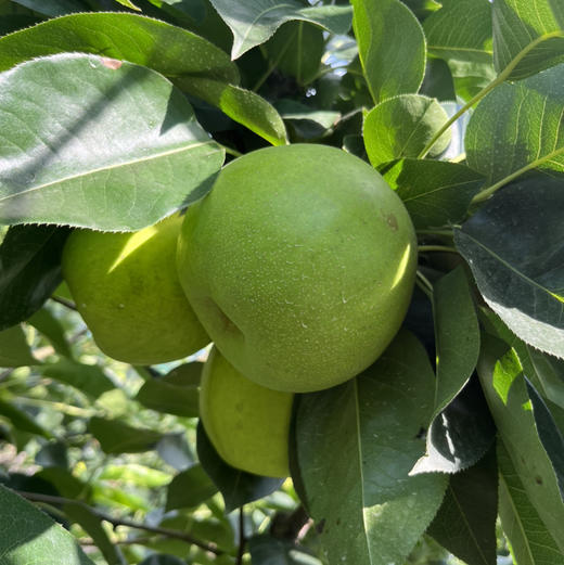【西子玉】江南蜜（西子玉）蜜梨，25年的品质坚持，绿色食品认证，甜美爽口，送人自吃完全靠谱！ 商品图6