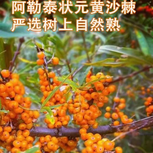 真宜健·沙棘原浆 50g*30  不提籽 不提油 纯原浆不加一滴水 商品图4