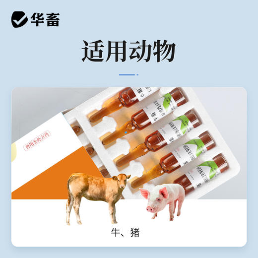 华畜双黄连注射液 主治外感风热 肺热咳喘 猪牛羊用 商品图2