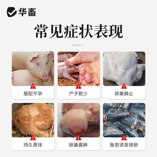 华畜注射用促黄体素释放激素A3多胎素促排仔多猪牛羊犬猫兔排卵素 商品图1