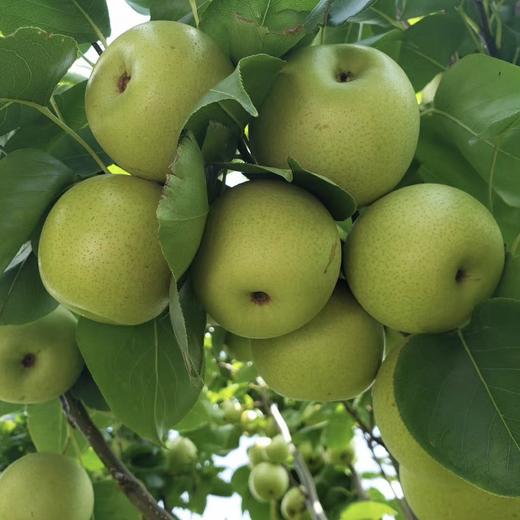 【宾川夏雪梨】顺丰包邮 肉质细嫩 爽脆可口 汁水四溢 清甜多汁 现采现发 应季水果 2种规格任选 商品图1