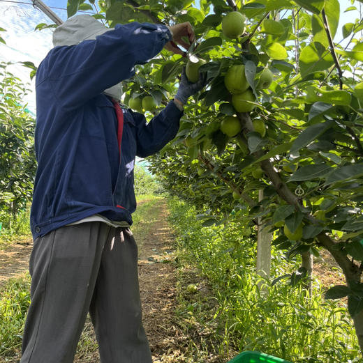 【西子玉】江南蜜（西子玉）蜜梨，25年的品质坚持，绿色食品认证，甜美爽口，送人自吃完全靠谱！ 商品图3