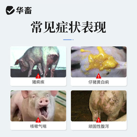 华畜恩诺沙星注射液10ml*10支 拉稀痢疾黄白痢肺炎咳喘 猪牛羊用 商品图1